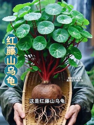 红藤山乌龟#纪录美好生活 #养花修心