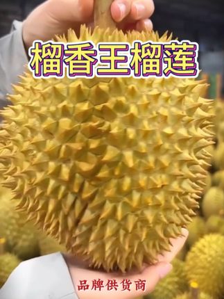 泰国金枕头榴莲果肉源头工厂,一手货源,没有中间商!带给大家好榴莲,榴莲不贵,认准榴香王!#口感特别好 #我要上热榜 #金枕榴莲 #上热门我要上热门 #榴莲控