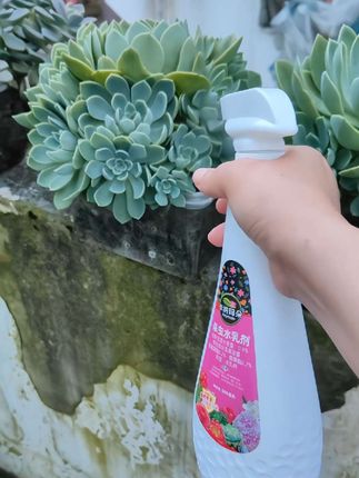 发现植物有了害虫,你不用发慌,直接用它喷一喷,很快就搞定了#记录多肉生活 #多肉养护 #病虫害防治 #虫虫净 #花卉绿植
