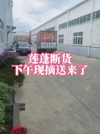 物流货车司机们等得不耐烦了哦!莲蓬断货告急,下午临时恳求藕农现摘补货中!#莲蓬 #断货 #藕农##货车司机 #电商创业