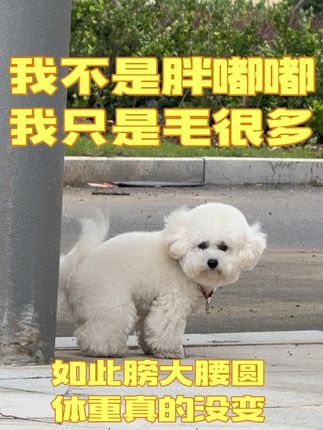 它也一定觉得自己是世界上最幸福的小狗,谁懂这种随意奔跑的幸福感!小狗真的能治愈一切❤️(屎捡了)#比熊 #毛孩子的日常 #遛狗 #是宠物更是家人 #萌宠出道计划