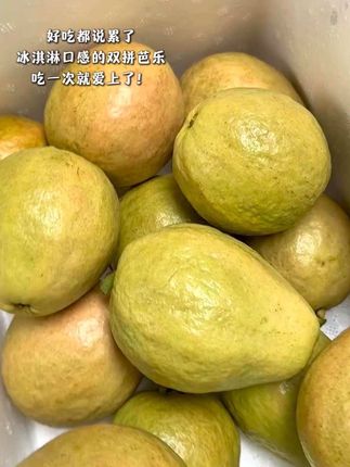 #奶油芭乐 #红心芭乐 #新鲜采摘 #应季水果 #芭乐