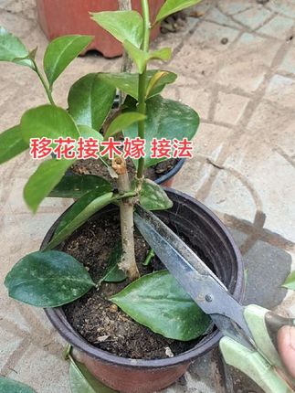 嫁接进口蟹爪兰,#分享养护小常识,