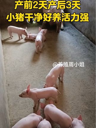 #过奶止利康 #仔猪黄白痢 #哺乳仔猪 #所有养猪人
