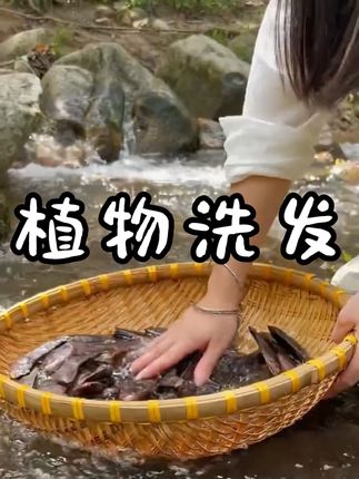 收集侧柏叶,无患子,浮萍,桑叶,墨旱莲,皂角给自己做一款吧#一日一植物 #涨见识 #浮萍 #识百草 #植物科普
