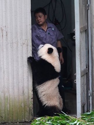 三妹在员工通道门口堵门要果果,不给就把熊猫门拉开#大熊猫奇三妹 #也太可爱了吧 #国宝大熊猫 #被你萌化了 #来这吸熊猫