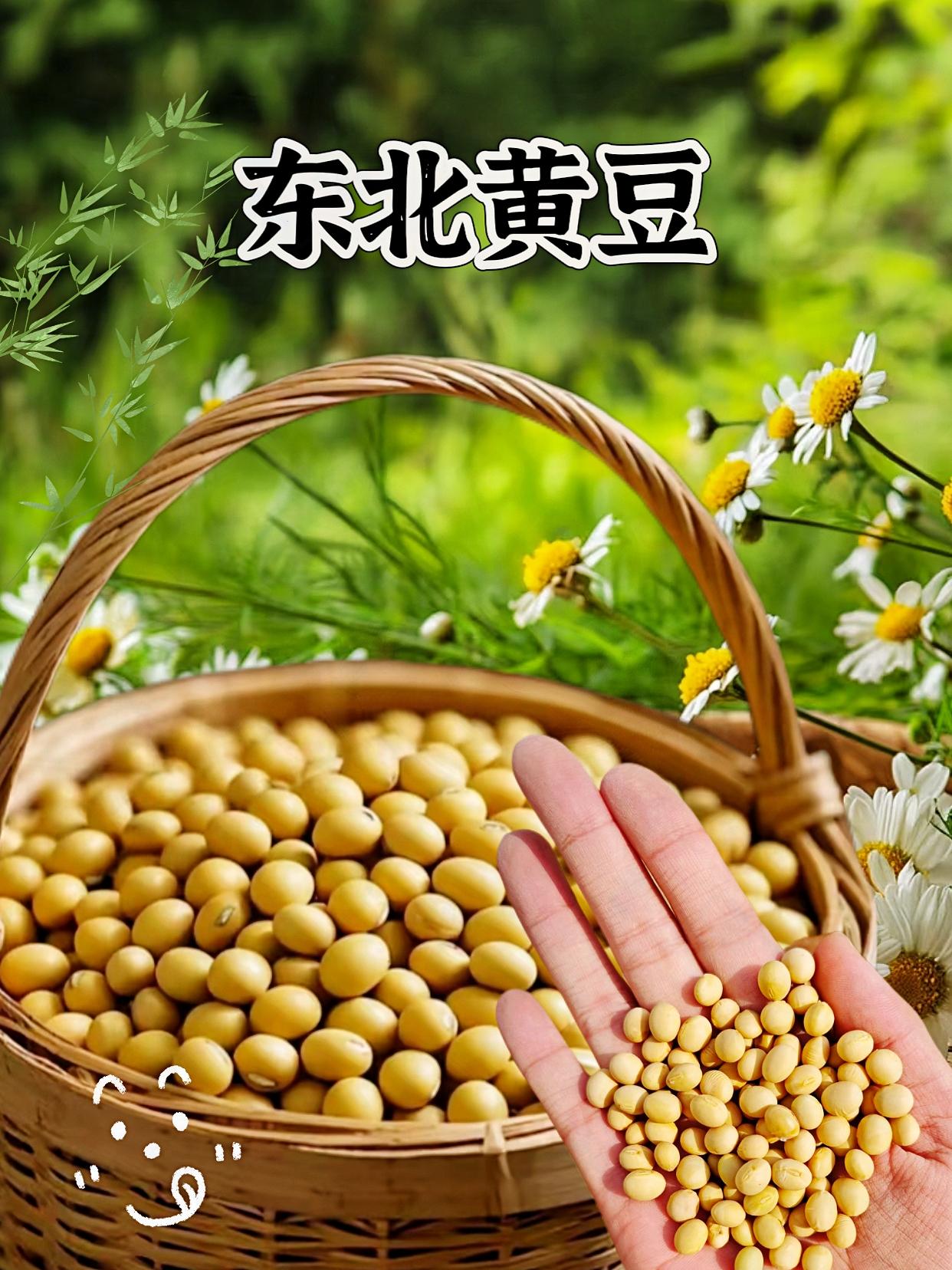 东北黑土地种的黄豆,颗颗饱满!打豆浆浓醇不掺渣,炖菜煲汤香,家常吃着就放心,营养还足!#美食 #内容过于真实 #黄豆 #黄豆焖猪蹄 #豆浆