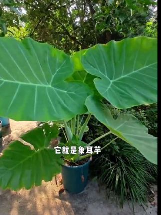 #创作灵感 这可不是大芋头,把它种家里就能长出比大象耳朵还要大的叶片,它就是#象耳芋 #花卉绿植 #花园生活