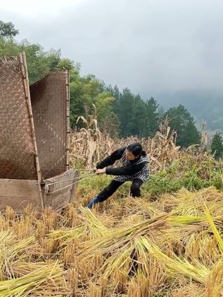 今年好丰收了,舅舅们的谷子很好#我的乡村生活 #看土味视频品百味人生 #原创动画
