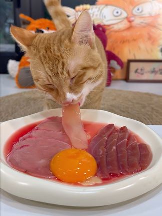 电子榨菜已上线 #万物可爱计划 #猫咪沉浸式吃饭 #吃货猫 #猫咪 #宠物吃播