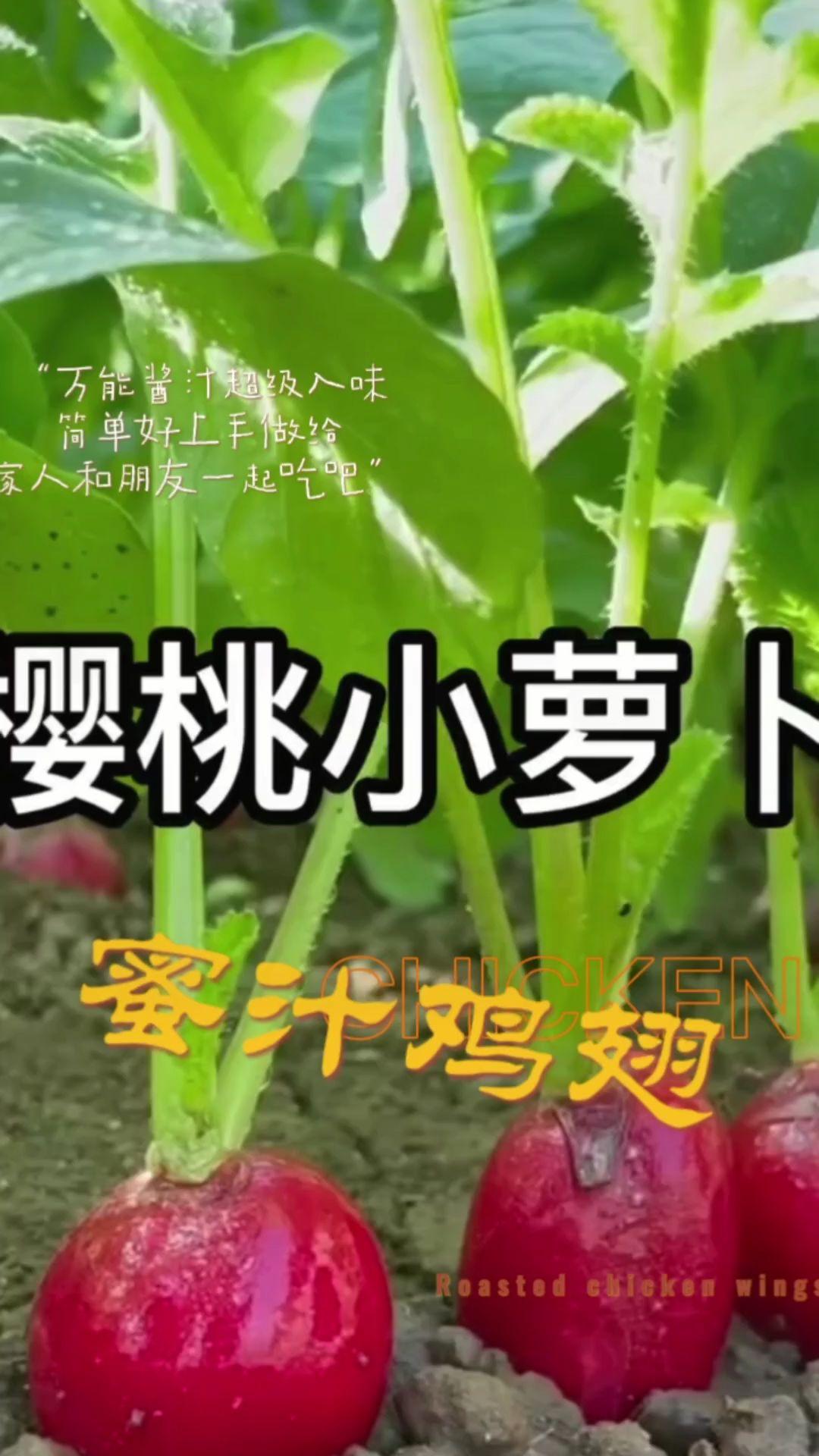 樱桃萝卜种子#阳台种菜 #蔬菜种子 #我爱种菜 #我的小菜园 @DOU+小助手