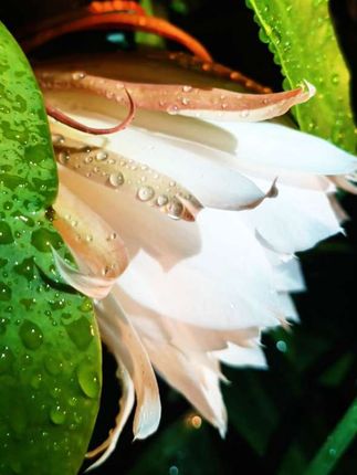 9.25雨中的昙花悄然绽放,晶莹的水珠点缀花瓣,转瞬即逝的美让人心醉。自然的奇迹,总在不经意间惊艳时光。#雨天氛围感 #苏超