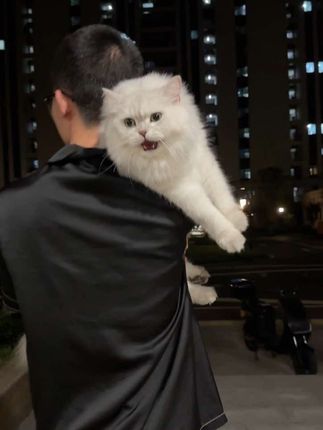 有些咪哼哼唧唧一路不愿回家!