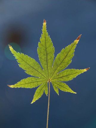 【疆藏包邮】柠檬酸除垢剂家用水壶茶壶去污清洁快速刷洗除水垢#上热搜 #助手抖音 #万能的抖音 #全网搜索 #看到最后