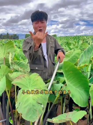 #夏天来一场芋头宴 #牛奶芋头 #又是实现芋头自由的一天#现挖现发#发现芋头新吃法