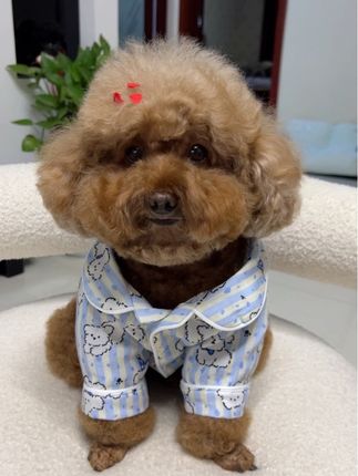 小狗狗也有自己的面纱小睡衣了,太可爱了吧,奶呼呼的好舒服呀#宠物居家服睡衣