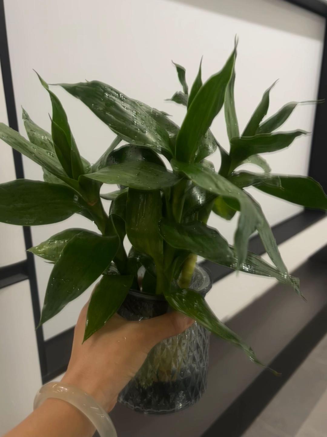 9块9挖到两盆富贵竹,太太太划算,超值👍#富贵竹
