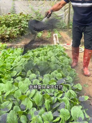 种菜万能肥草木灰稻壳炭,种菜之前撒一把,苗黄苗弱撒一把,有虫的蔬菜撒一把#稻壳炭 #种菜 #病虫害防治#种植小技巧