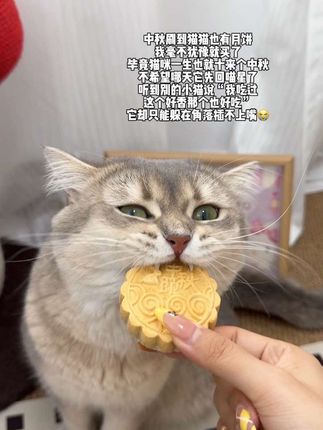 小猫也是家人,给它买了这个独属于它的月饼#萌宠好物 #宠物月饼 #宠物零食 #中秋节