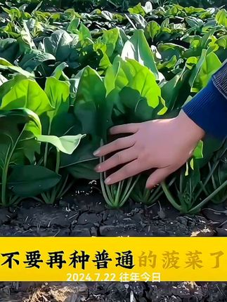 别再种普通菠菜了,试试这个夏季也能种植的耐热菠菜吧!#耐热大叶菠菜 #一分耕耘一分收获 #仁和好物 #每天好物分享 分享