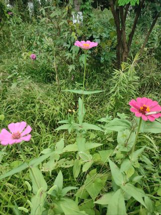 #草本植物 #养发护发的小窍门推荐 #国货 #国人的智慧