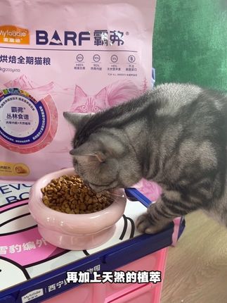 麦富迪的霸弗烘焙粮正装也有活动啦!价钱超级香关键还有好多的赠品!非常划算!养猫家长千万别错过#麦富迪 #麦富迪barf霸弗猫粮 #麦富迪barf烘焙猫粮 #猫粮 #烘焙粮