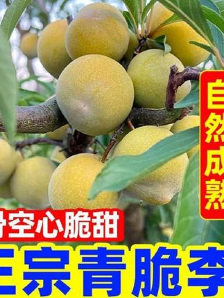 重庆高山正宗脱骨青脆李应季新鲜现摘甜脆多汁水果李子WJ#质量好#好产品分享