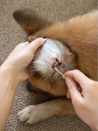 猫狗耳朵问题总是反反复复???直接选这种双效合一的次抛护耳精华!#科学养宠攻略 #宠物滴耳液 #宠物耳朵清洁 #耳螨