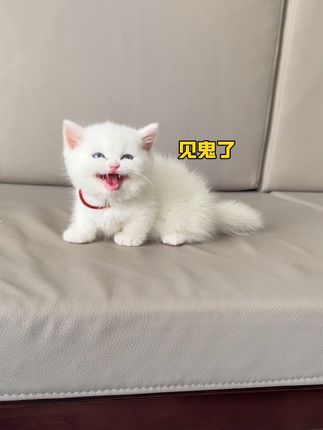 果冻是只可爱猫