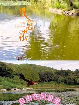 别宅家了,公园里秋意正浓,适合散步,约上朋友来打卡,让日子沾满秋天的味道#原创视频 #热门 @抖音小助手