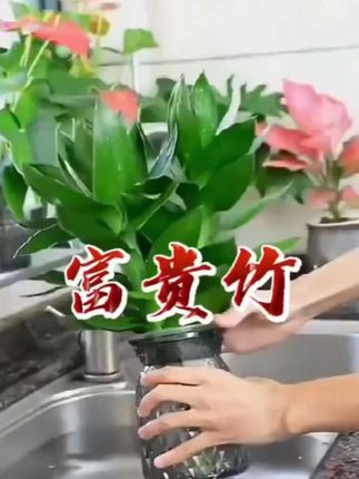 #日常生活 室内盆景水培观音竹 【买一送一】桌面盆栽轻奢烟灰树脂盆四季好养绿色#观音竹 #富贵竹 #室内盆栽 #认真的样子真可爱