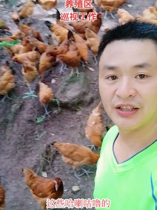 养殖区域,巡视工作!满山找鸡蛋!#金堂土鸡蛋