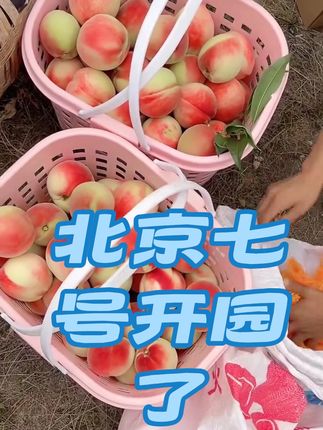秦安正宗北京七号开园了#北京七号水蜜桃 #水蜜桃 #三农流量扶持计划 #三农助农