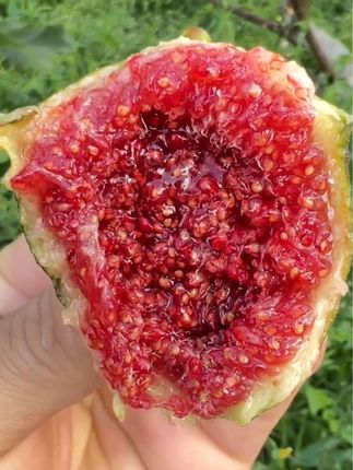 长在树上的糖包子 新鲜无花果你吃过吗? 信我!吃它只有0次和无数次!当季采摘新鲜无花果,现摘现发,口感软糯清甜,颗颗流蜜巨好吃,女孩子一定要要多吃无花果 吃了还想吃#新鲜无花果 #新鲜采摘 #无花果 #口感特别好 #优质农产品