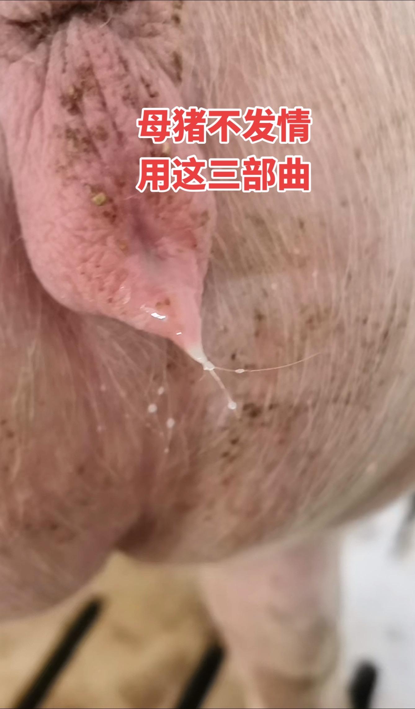 #农村养猪 #母猪 #养猪人
