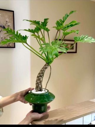 老桩龙鳞小天使春羽海芋盆栽室内外均可种植净化空气好养易活绿植#龙鳞春羽 #净化空气 #春羽盆栽