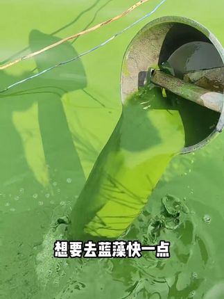 #蓝藻净#水产养殖#鱼虾蟹养殖 #鱼耀#蓝藻处理 生物处理蓝藻不伤水质