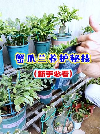新手养好蟹爪兰一定要记住这三个诀窍,不想活的蟹爪兰照样活的好#蟹爪兰的养殖方法 #蟹爪兰养护方法 #蟹爪兰 #枯草芽孢杆菌 #爱生活爱养花