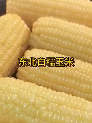 东北白糯玉米#当季玉米