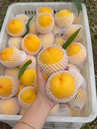收到都是这样的好品质的锦绣黄桃!#黄桃 #新鲜应季水果 #优质农产品 #好甜好甜 #锦绣黄桃