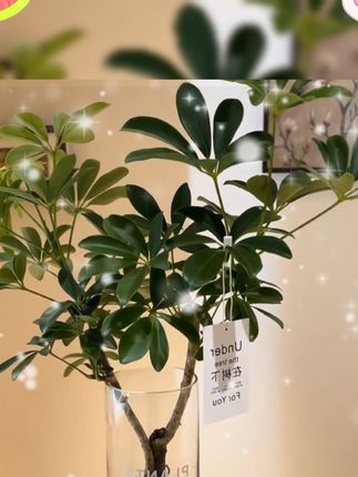 鸭脚木又叫八方来财,叶片向上生长,四面八方都给家里带来财气,摆在家里不仅美观大方、还能带来新鲜好空气、浇浇水就能长得很好#鸭脚木#八方来财#花卉绿植