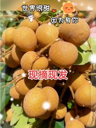 #三农#石硖龙眼 #现摘现发新鲜到家 #好吃不贵经济实惠