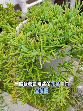 夏天一过完,你家里面的花花草草都还好吗?#养花人 #花卉绿植 #养花小知识 #家庭养花 #全能肥
