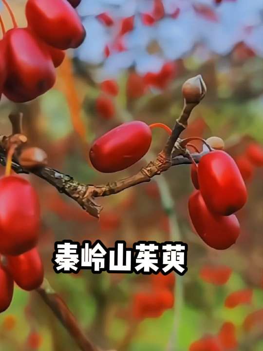 来自秦岭的山茱萸,吃着就放心 咱们这款山茱萸,产自秦岭深处的种植基地,那里光照足、土壤干净,长出的果子品质特别好。 它的外形是小小的椭圆形,颜色是自然的深红色,颗粒饱满紧实,捏在手里很有质感,没有碎渣杂质。 吃起来带着淡淡的果香,不涩不齁,不管是直接加进粥里,还是和枸杞一起煮水,都能让家常吃食多份酸甜,嚼着还有点微微的韧劲,口感很讨喜。#山茱萸 #山茱萸肉 #山茱萸泡水 #茶饮#好物推荐