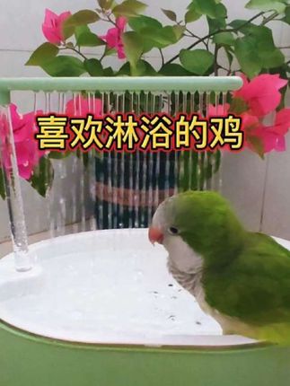 三天一洗澡 谁说鸟宝喜欢嚯嚯花的?笨笨就单纯洗澡🤭#原创作品 #鹦鹉洗澡#洗澡盆 #笨笨鹦鹉