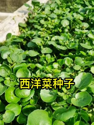 西洋菜种籽豆瓣菜种子可连续收割四季播种盆栽野菜#西洋菜种子