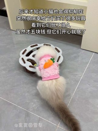 五块钱买它们开心,很值 #宠物玩具 #毛孩子的日常 #猫咪 #可爱萌宠 #逗猫神器