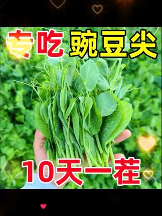 #豌豆尖 有喜欢吃豌豆尖的朋友看过来,现在正是种植的季节#阳台小院均可种植 #新鲜采摘 #在家种菜 #自己种的蔬菜