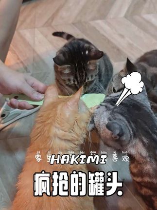#poroca #猫猫民宿真的有猫 #猫猫民宿 #猫罐头 #我和我的猫 猫猫民宿的猫猫都喜欢吃的罐头来了,鲜肉含量高,适口性很不错喔!