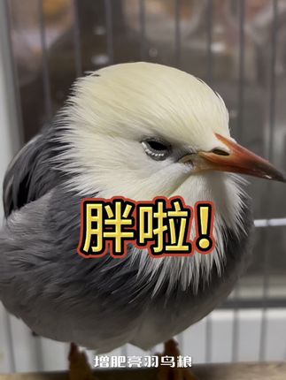选对粮食鸟儿一天比一天胖 开元专用鸟粮营养非常丰富,自从吃了这款粮食,小灰长胖了,羽毛还特别亮!同款链接安排在左下方啦!#会说话的鸟 #养鸟 #鸟食饲料 #营养丰富 #这鸟叫什么